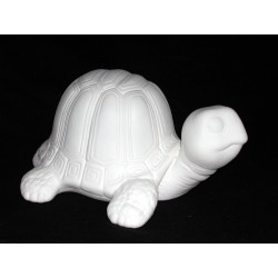 Schildkröte mit Buckel